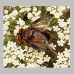 Phasia hemiptera - Raupenfliege m10.jpg